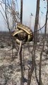 Un serpent escalade un arbre pour échapper aux flammes en Australie