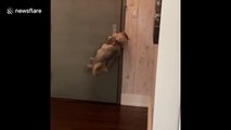 Sneaky cat opens heavy door to walk himself through the hallway in NYC