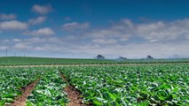 Do Not Eat Romaine Lettuce Grown in California's Salinas Valley, CDC Warns