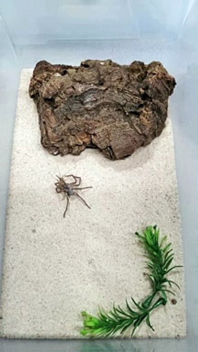 Sand Spider Has Incredible Speed