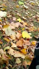 Chipmuck Chows Down on Peanuts