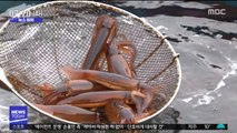 [뉴스터치] '꽃게' '오징어' 어획량 반토막에 어민들 울상