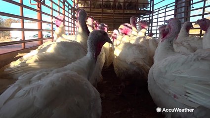 Weather made 2019 a difficult year for Texas turkey farmers