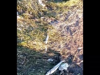 تلوث البحر بهذه المناطق من ولاية صفاقس يقير غضب البحار