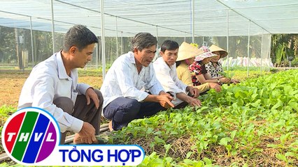 Nông nghiệp bền vững: Trồng rau ăn lá trong nhà lưới giá rẻ