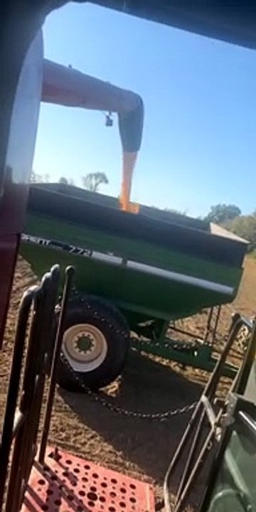 Case IH Unloading Corn Into Brent 772 Grain Cart-( Corn Harvest 2019)