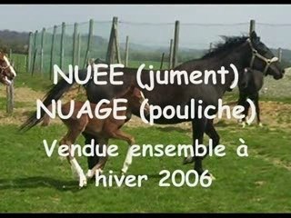 CHEVAUX DEJA VENDUS