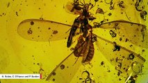 16-Million-Year-Old Hitchhikers Found Preserved In Amber