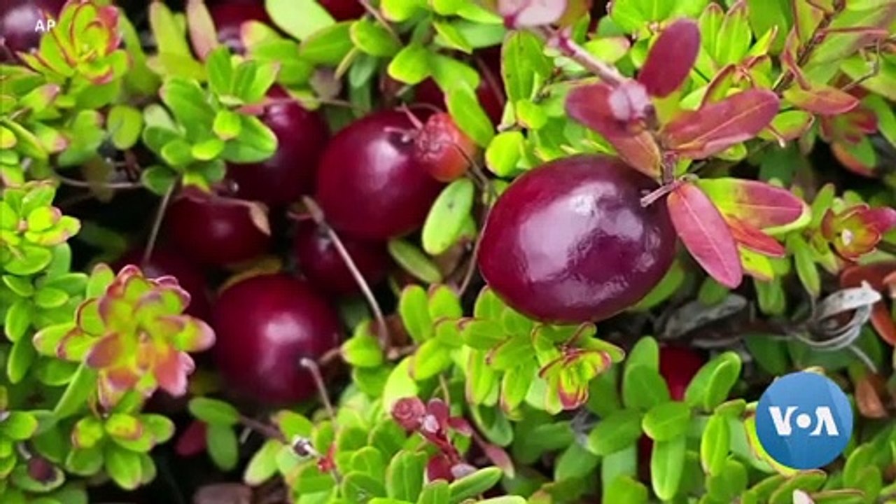 As Cranberry Prices Dive Farmers Look to the Sun