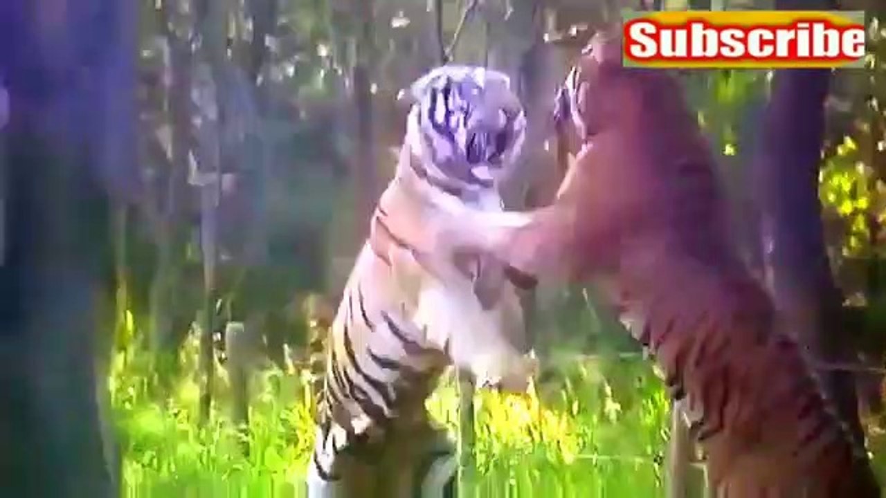 भयानक लड़ाई     TIG1ER  Vs. TIGER  आवाज सुनकर तो अच्छे-अच्छों की सिट्टीपिट्टी बंद हो  जायेगी !    - gondia. maharashtr ( 360 X 640 )