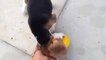 Beagle Puppy Doesn't Want To Give Away Yellow Ball