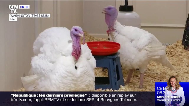 Pour Thanksgiving, ces deux dindes vont être graciées par Donald Trump