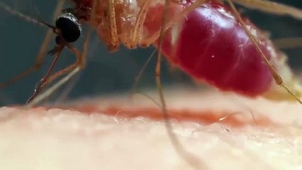 Sivrisinek ölüme neden oldu... Sivrisineğin ısırma anı yakın çekimde