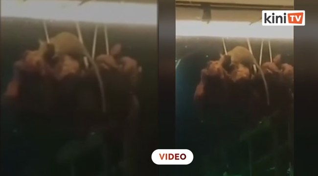 Tikus makan ayam panggang gerai Tom Yam