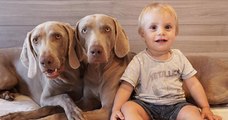 Ce bébé et ces deux chiens sont inséparables