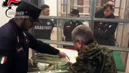 Reggio Emilia - Sequestrati 235 uccelli alla Fiera Ornitologica (25.11.19)