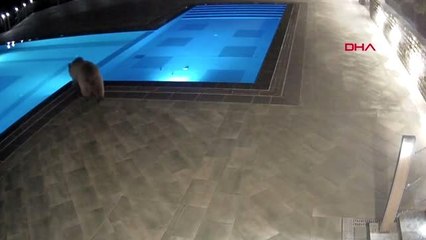 Ayının havuz keyfi izleyenleri güldürdü