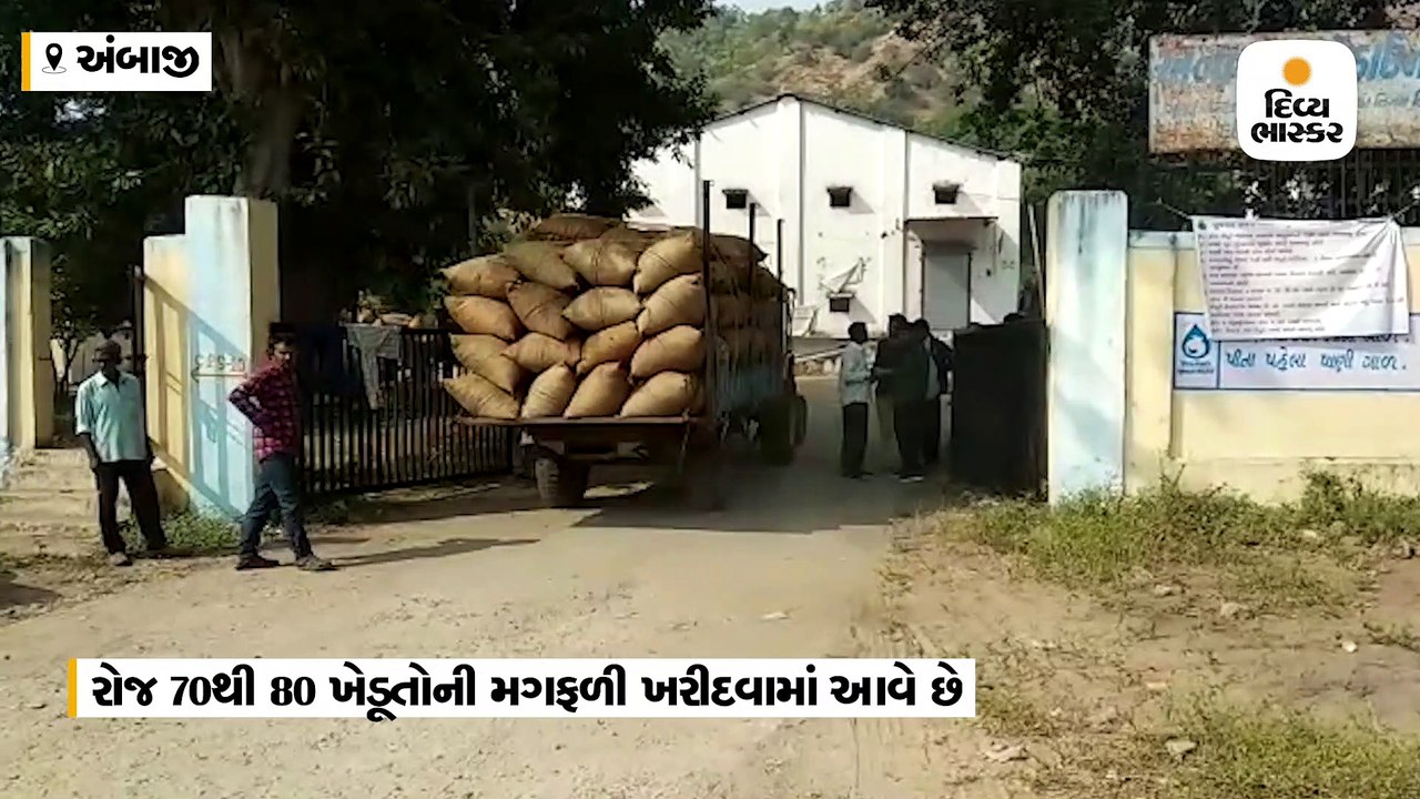 બનાસકાંઠામાં ટેકાના ભાવે મગફળીની ધૂમ ખરીદી