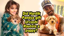 Did Hardik Pandya gift Urvashi Rautela a puppy?