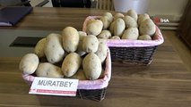 Milli patates çeşitleri Leventbey ve Muratbey tarla yolunda