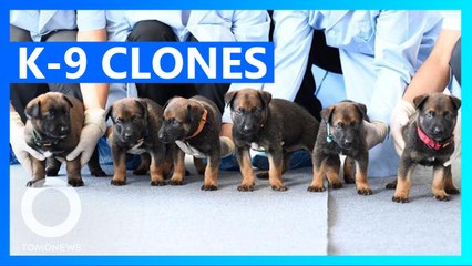 Beijing police force just cloned 6 K-9 dogs