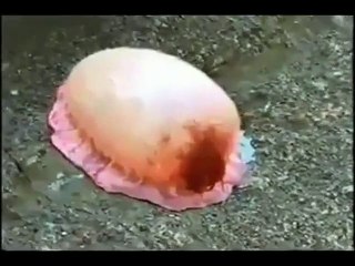 Criatura Marinha desconhecida que explode