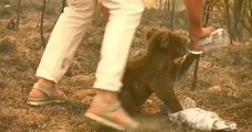 Australie : Lewis, le koala sauvé des feux de forêt, est mort
