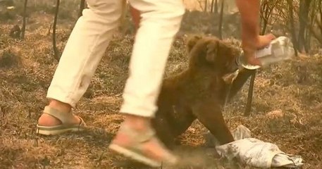 Australie : Lewis, le koala sauvé des feux de forêt, est mort