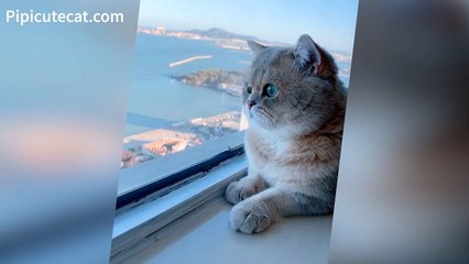 Funny Cats｜Do you have any thoughts? Top 100 #001