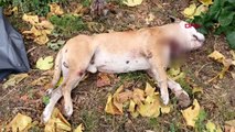 Bursa-okul bahçesinde, boğazı kesilmiş köpek ölüsü bulundu