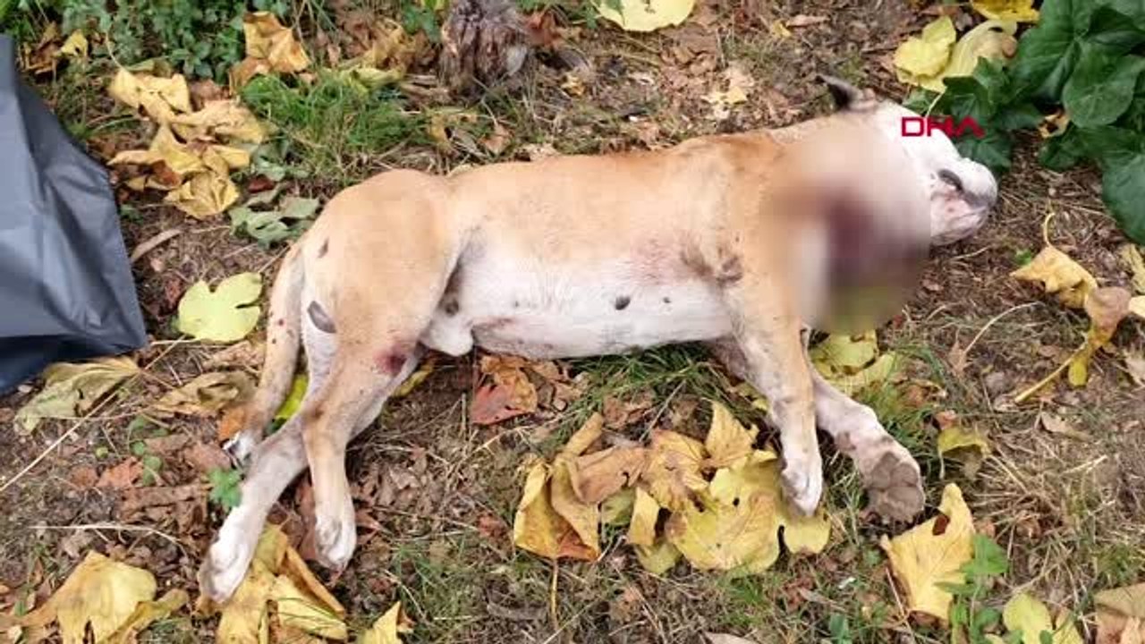 Bursa-okul bahçesinde, boğazı kesilmiş köpek ölüsü bulundu
