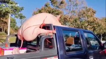 Pig carcass tied up in 'G-string' on truck and delivered to engagement party stuns motorists
