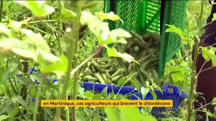 Martinique : des agriculteurs bravent le chlordécone pour produire bio