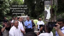 The eagles have landed: Singapore shows off rare Philippine raptors