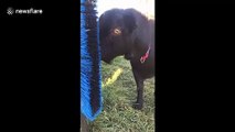 Adorable goat uses wall-mounted brush to scratch head