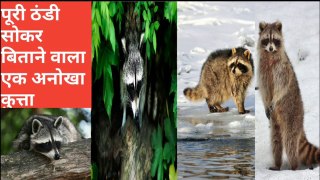 Raccoon Dog a unique dog that hibernates through the winter in hindi by discovery24 network