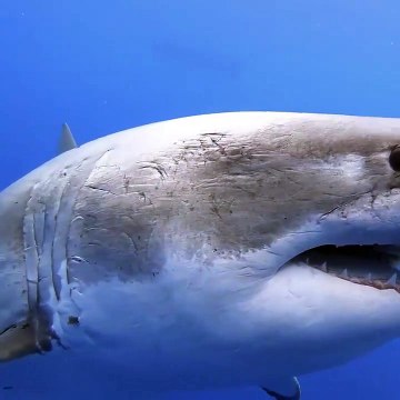 Le plus grand requin filmé dans cette vidéo