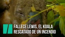 Fallece Lewis, el koala rescatado de un incendio en Australia