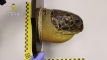 La Guardia Civil requisa piezas de marfil de especies protegidas