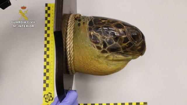 La Guardia Civil requisa piezas de marfil de especies protegidas