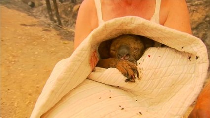 Koala rescued from Australian bush fires dies