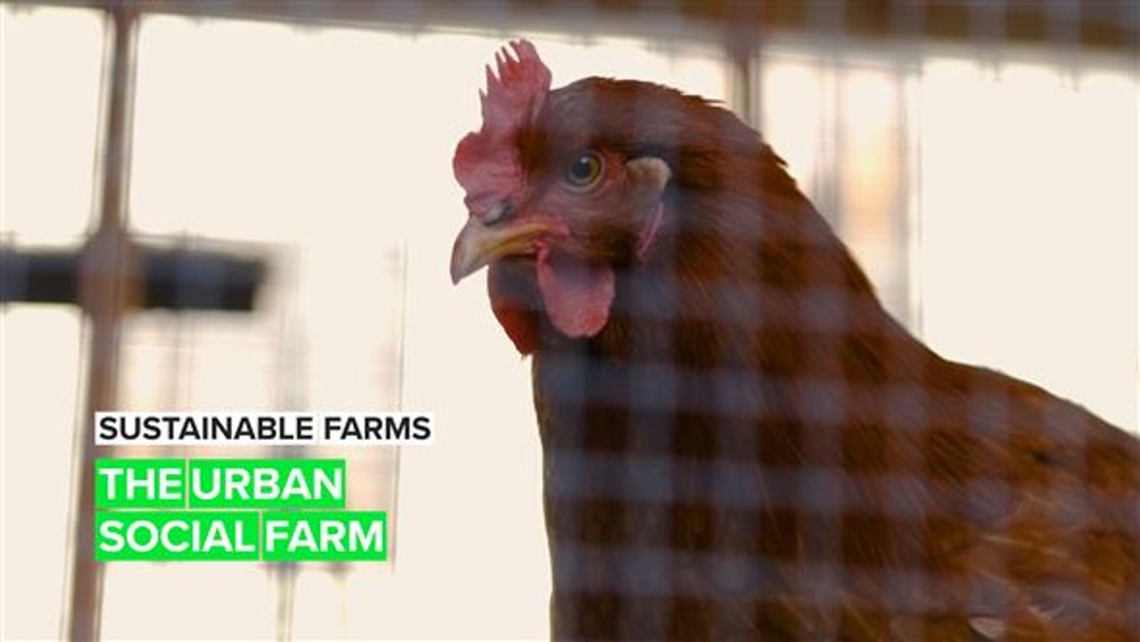 Sustainable Farms: When communities and urban farming come together