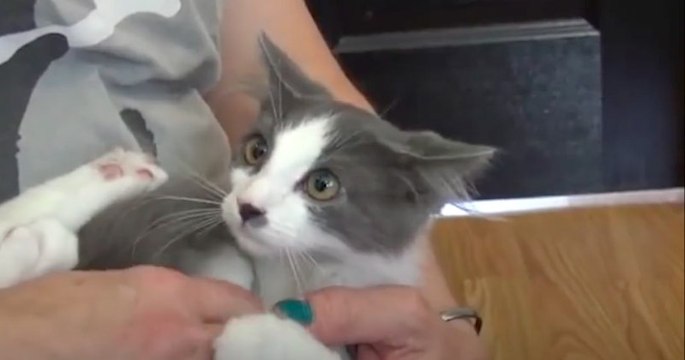 Hope For Paws sauve quatre chatons abandonnés par leur maman