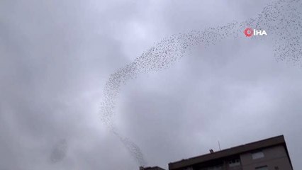 Konya'da sığırcık kuşlarının gökyüzündeki dansı mest etti