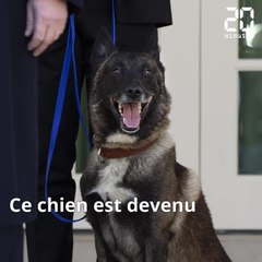 Le chien « héros » du raid contre le chef de Daesh décoré par Donald Trump