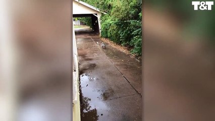 Anne köpek, yavru kediyi ıslanmasın diye evine böyle götürdü