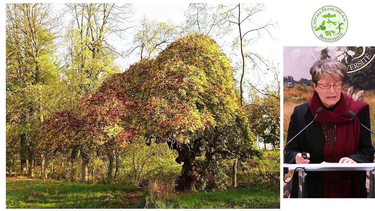 3- Metz - Services EcoSystémiques rendus par les Arbres Modulés selon l’Essence