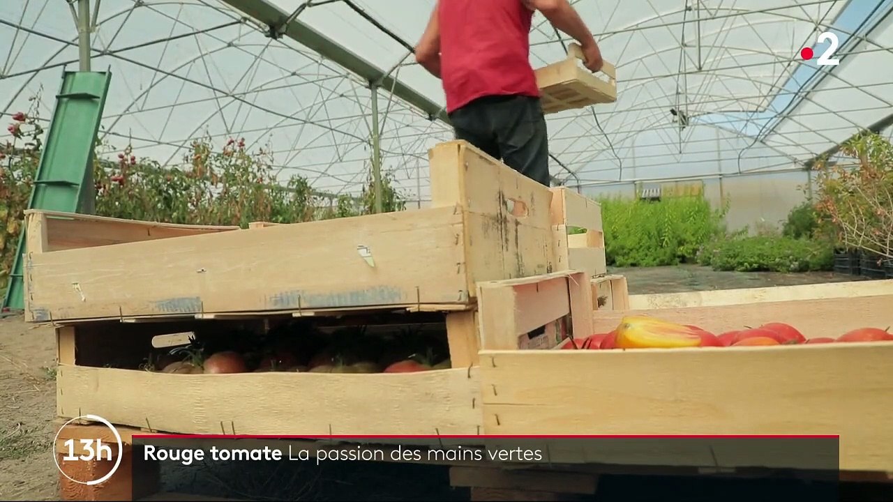 Feuilleton : Rouge tomate (2/5)