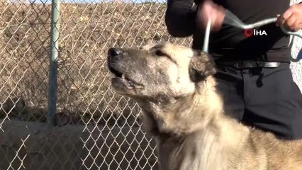 Anne karnında alıcı buluyorlar; kendileri küçük fiyatları büyük