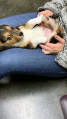 Little Corgi Can't Stop Kicking